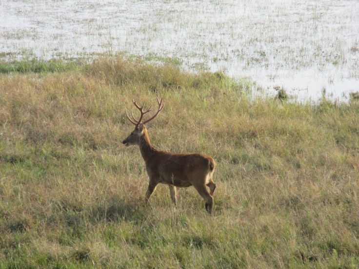 A Rare Barasingha or Swamp Deer Walks Through Kanha National Park in India
