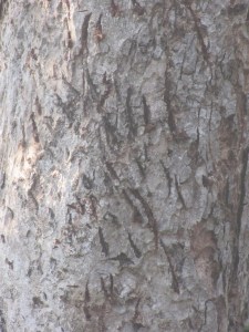 A Close Up of Tiger Claw Marks on a Tree at Kanha National Park in India