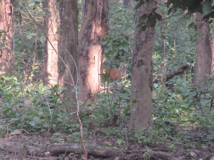 A Barking Deer Hides in the Brush in India's Kanha National Park