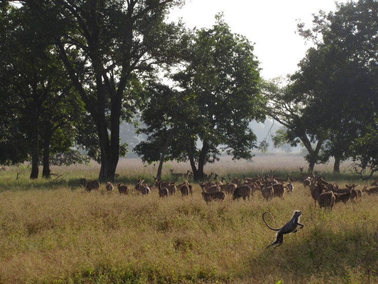 Wildlife in Kanha National Park in India