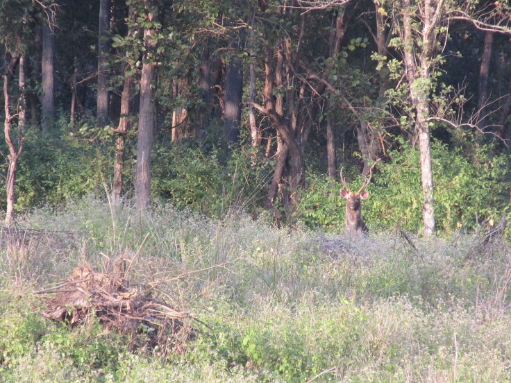 A Sambar Deer Peeks Above the Brush in India's Kanha National Park