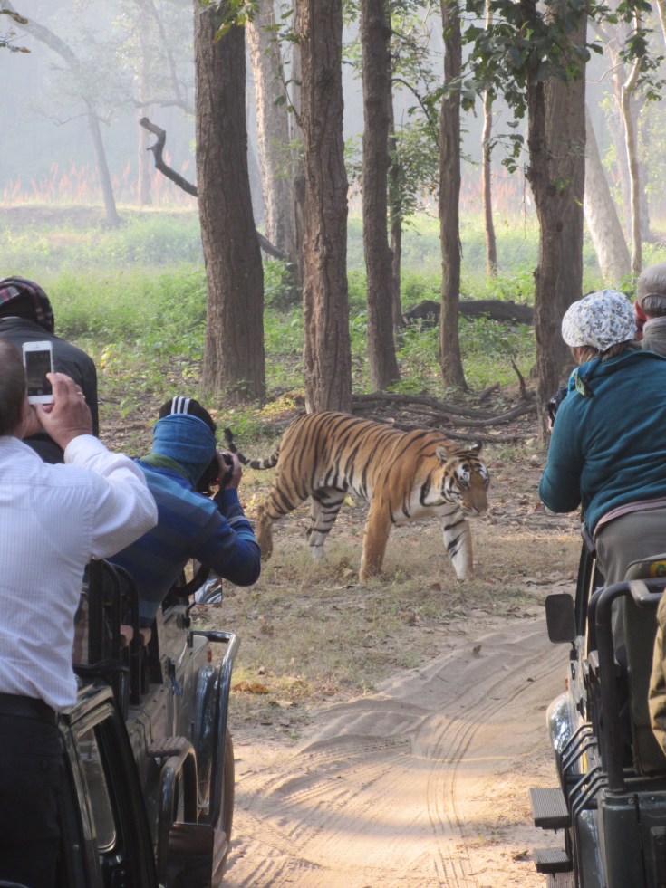 A Wild Tiger Walks in Front of Vehicles in India's Kanha National Park