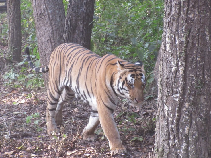 A Male Tiger Walking in India's Kanha National Park
