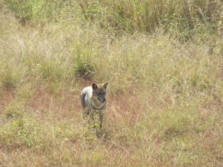 A Jackal Hides in the Brush in India's Kanha National Park