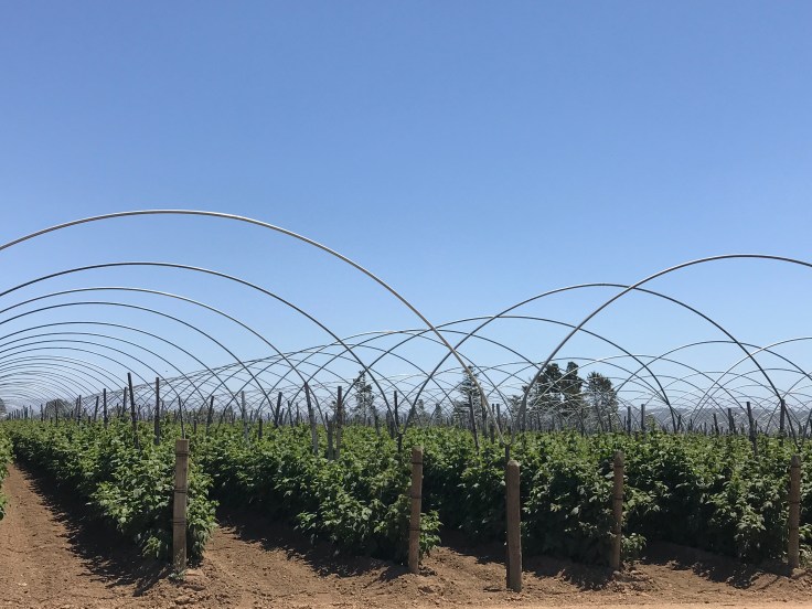 Tons of Berry Plants at Gizdich Ranch in Watsonville, California