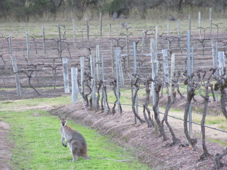 Even the Kangaroos in Australia Enjoy Fine Wine and Fine Dining