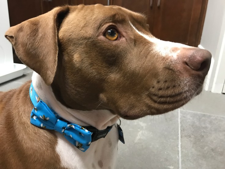 Buzzy Designs Are Quickly Making Zee.Dog a Leader of the Pack in the Pet Industry