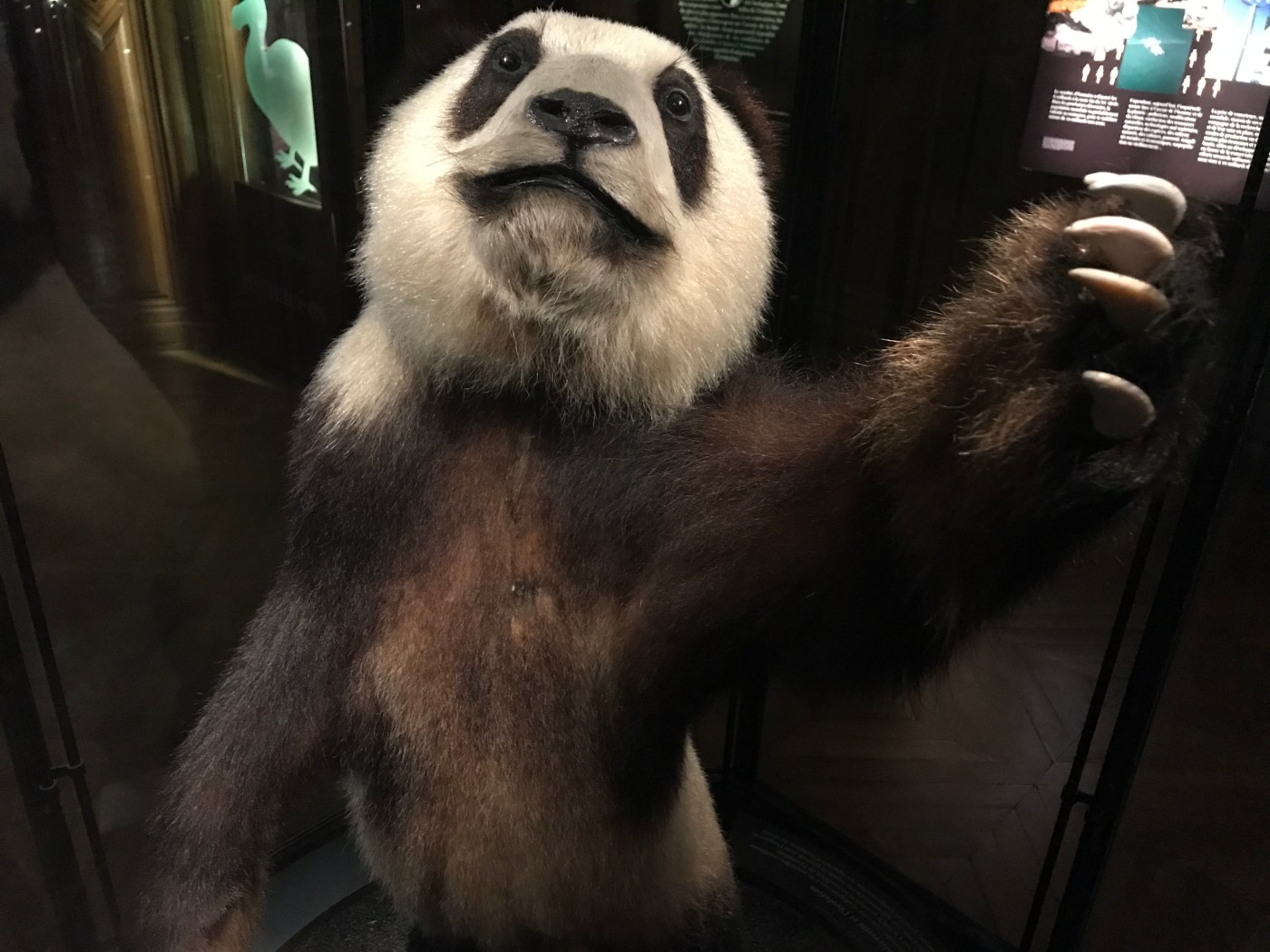Li Li - This Rare Grand Panda Was Once Owned by Président Pompidou and is Now on Display in the Grand Galerie de L'Évolution Which is Part of the Muséum National D’Histoire Naturelle in Paris, France