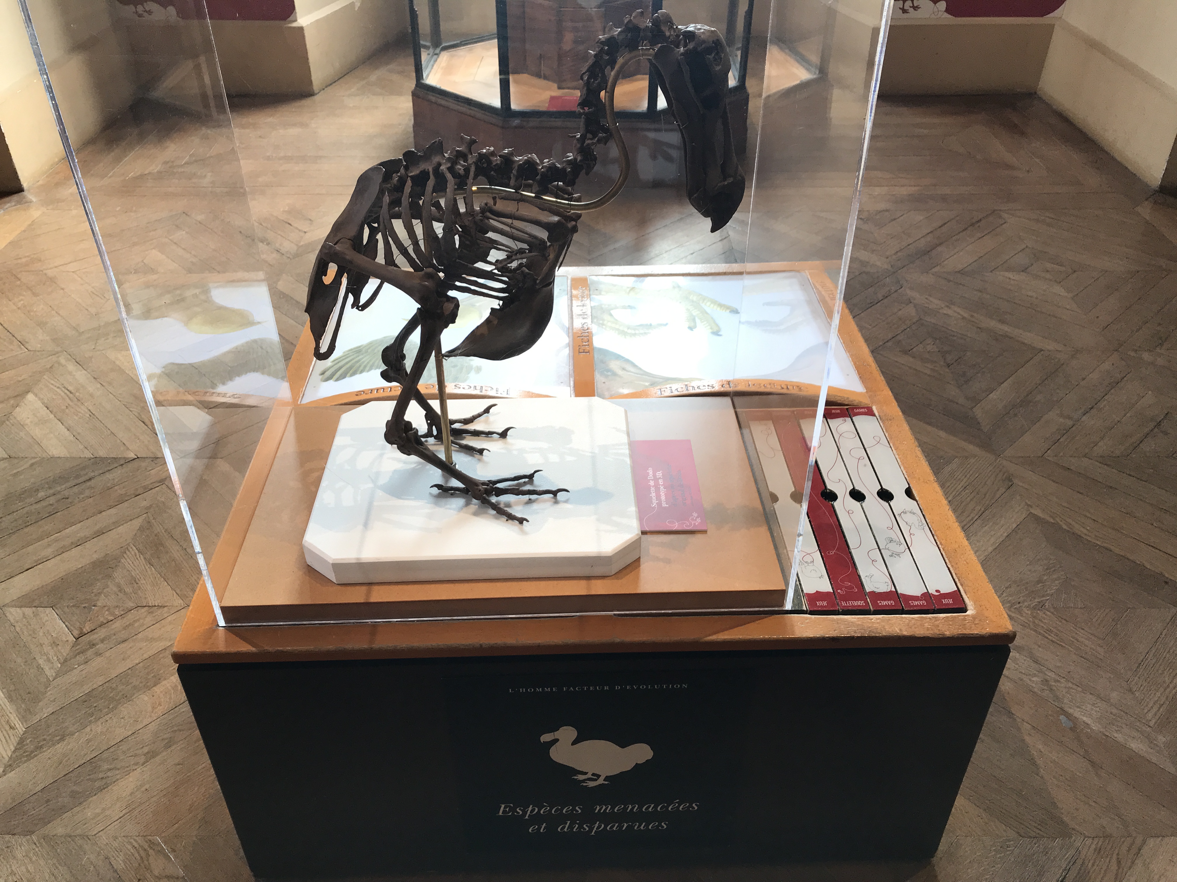 An Obvious Evolutionary No No - A Dodo Skeleton at the Grande Galerie de L'Évolution in Paris, France