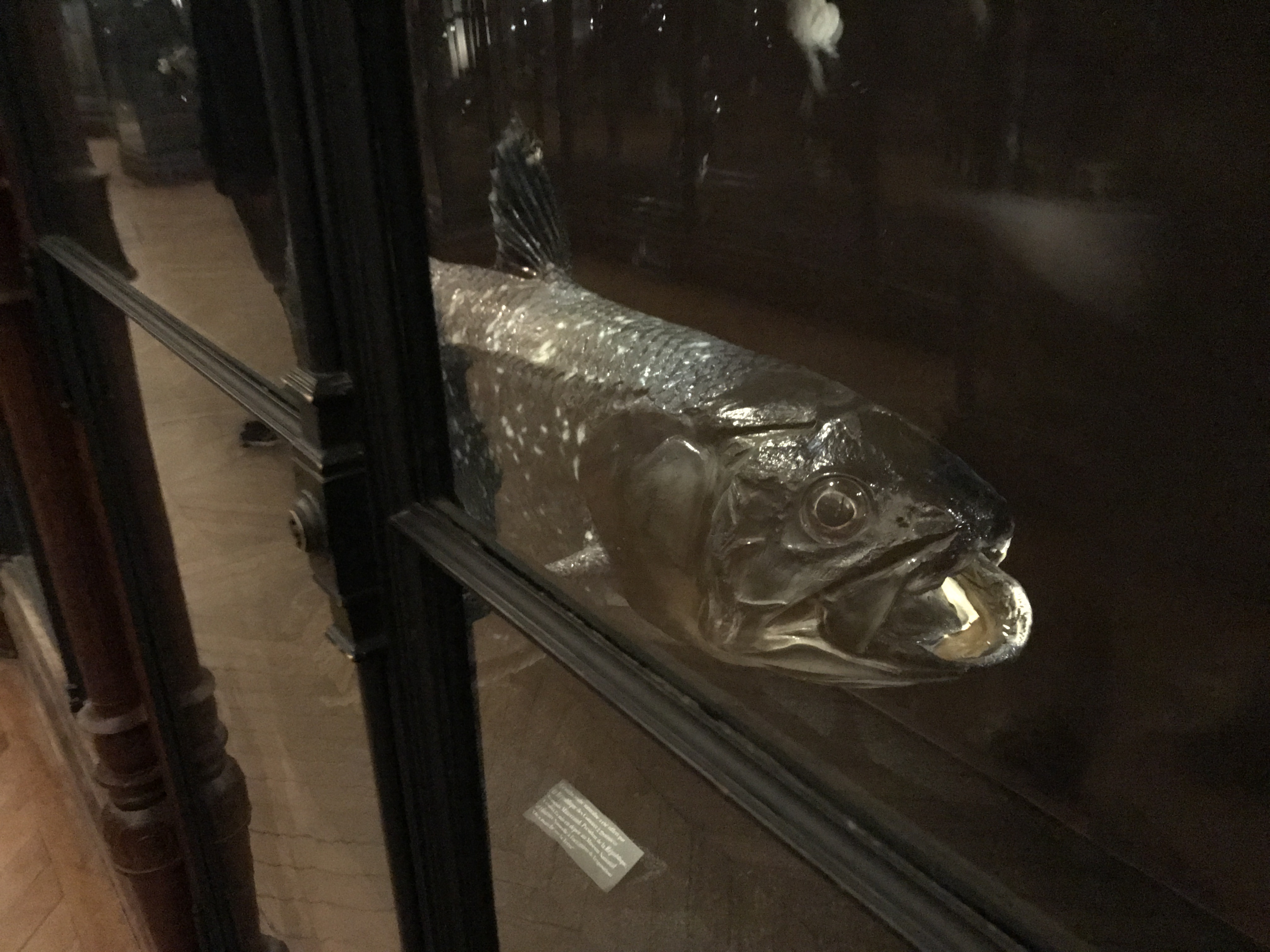 A Rare Coelacanthe From Near the Comoro Islands off of Mozambique at the Grande Galerie de L'Évolution in Paris, France