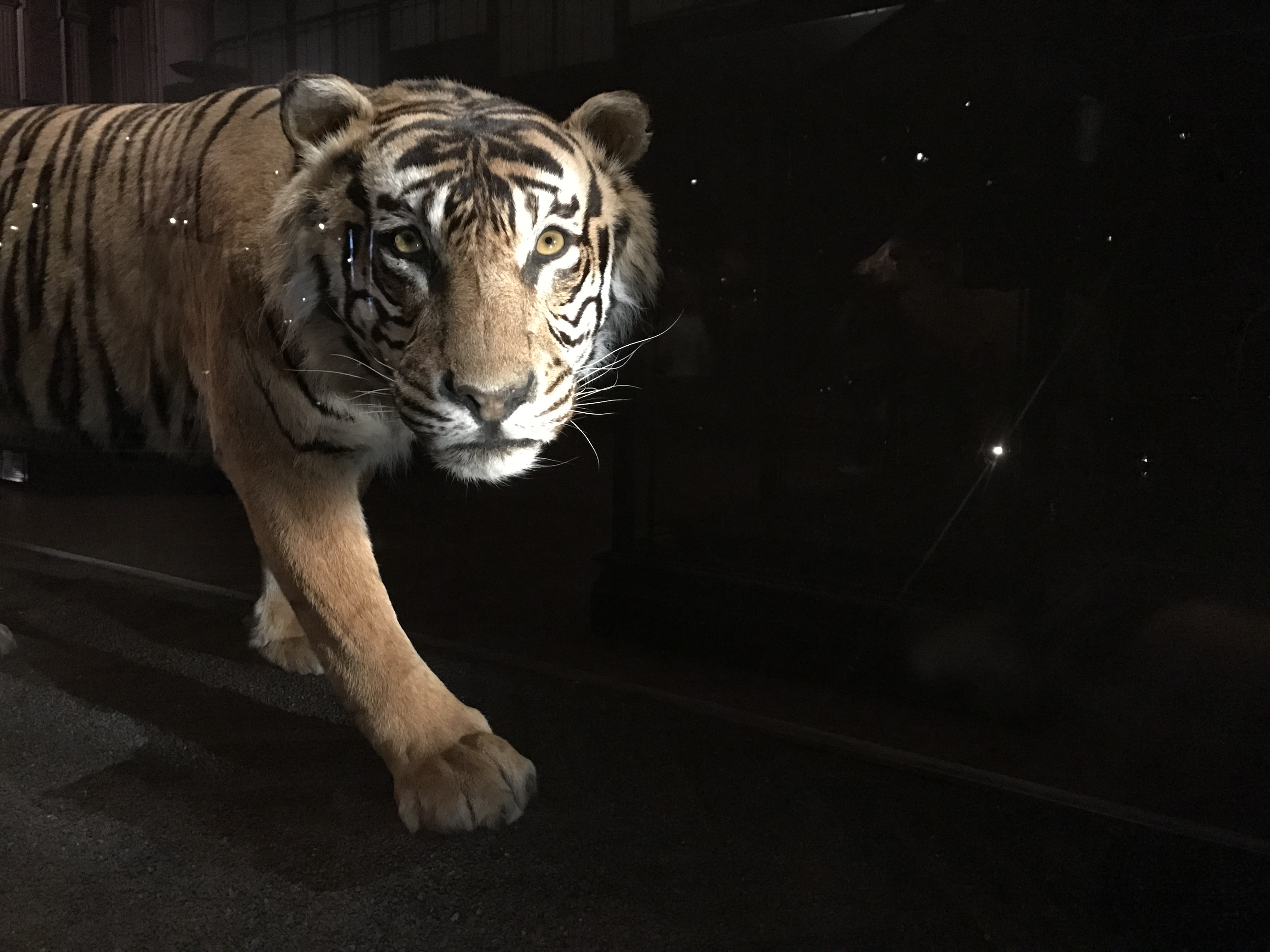 Fewer Than 400 Sumatran Tigers Remain in the Wild - This One is in the, 