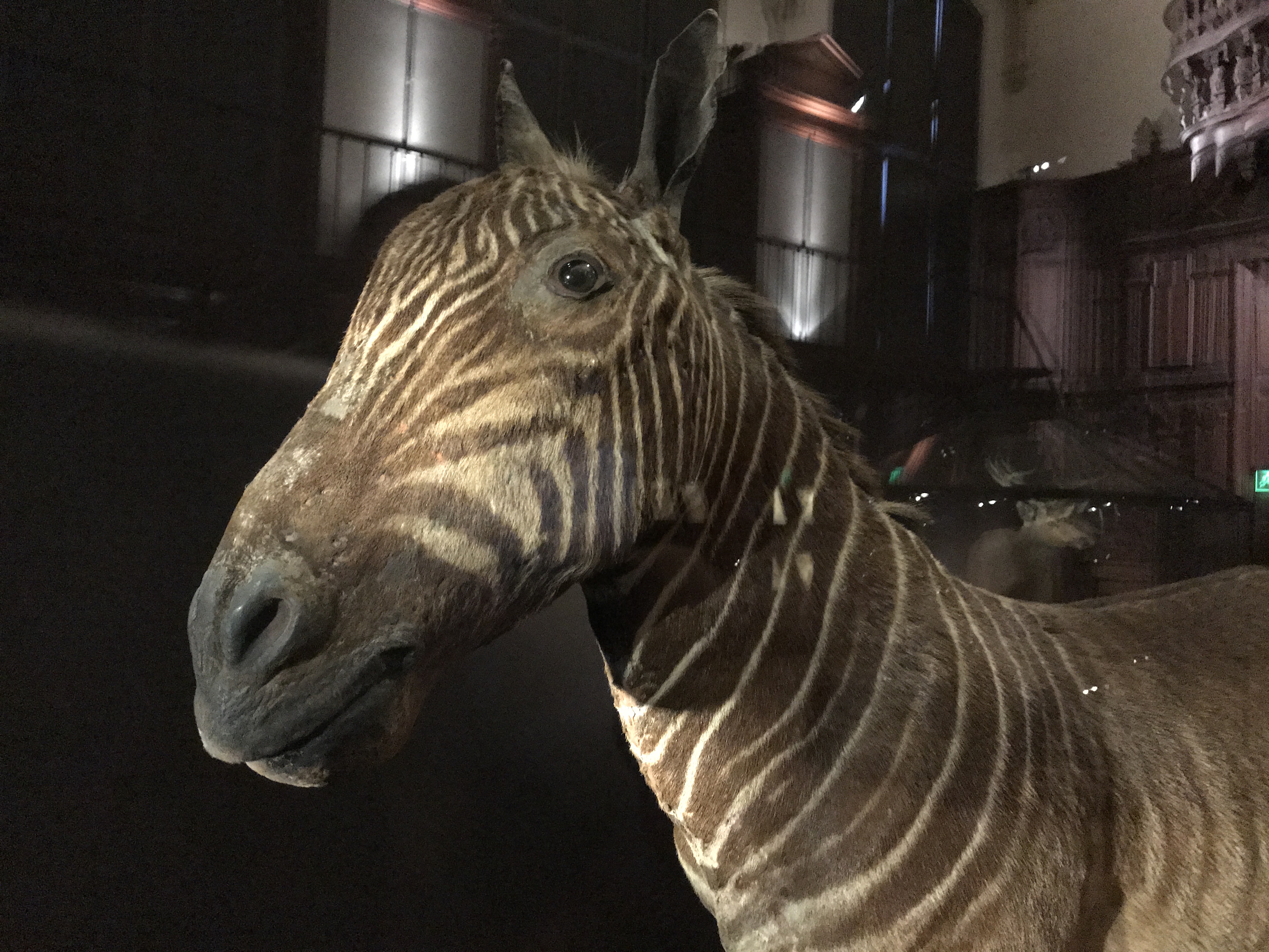 A Cautionary Tale - Quagga (A Subspecies of Zebra) Are Now Extinct This Specimen is at the Grande Galerie de L'Évolution in Paris, France