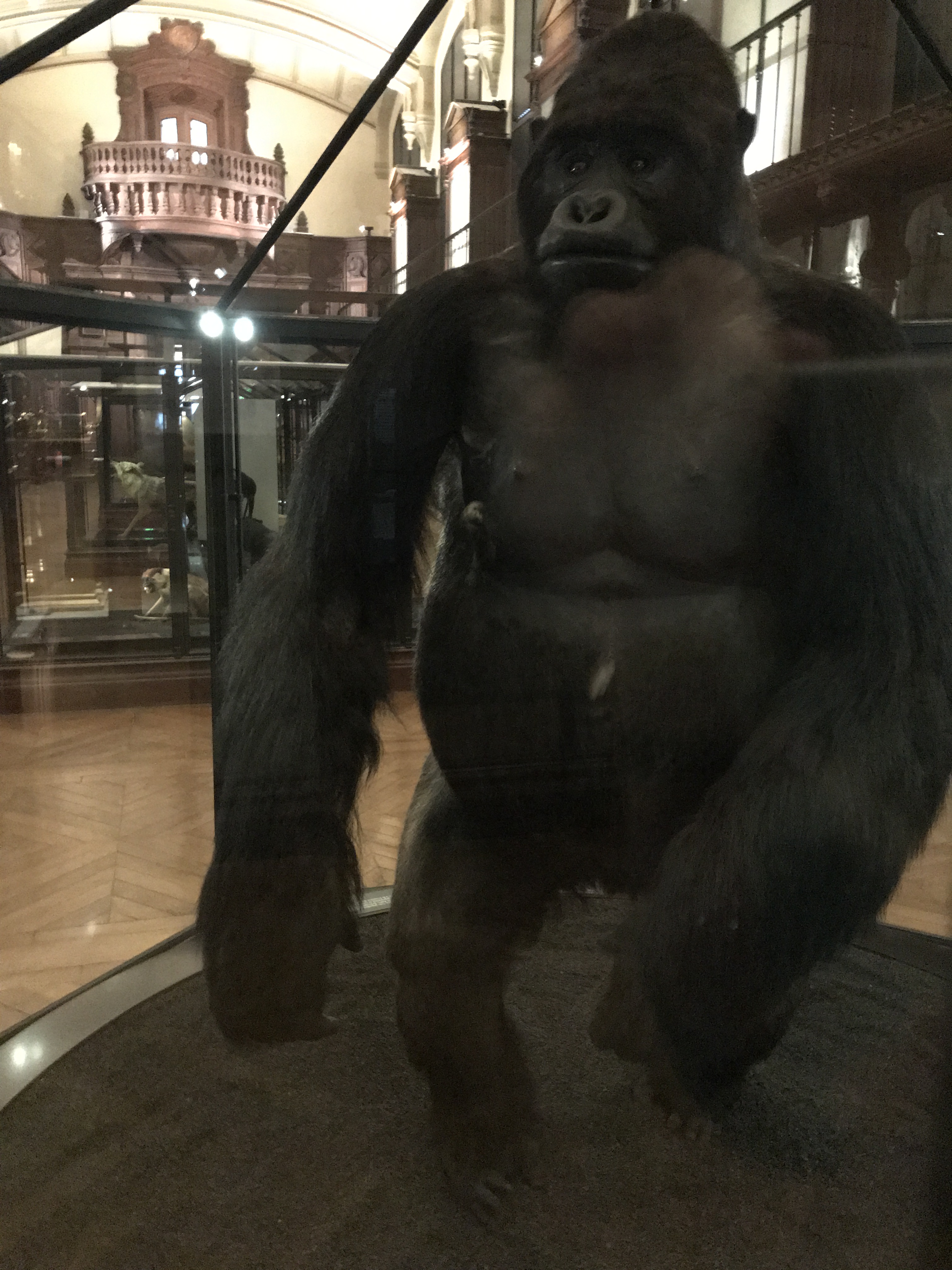 Here's to Hoping This Isn't the Last Mountain Gorilla we See - This Fellow is on Exhibit at the Grande Galerie de L'Évolution in Paris, France