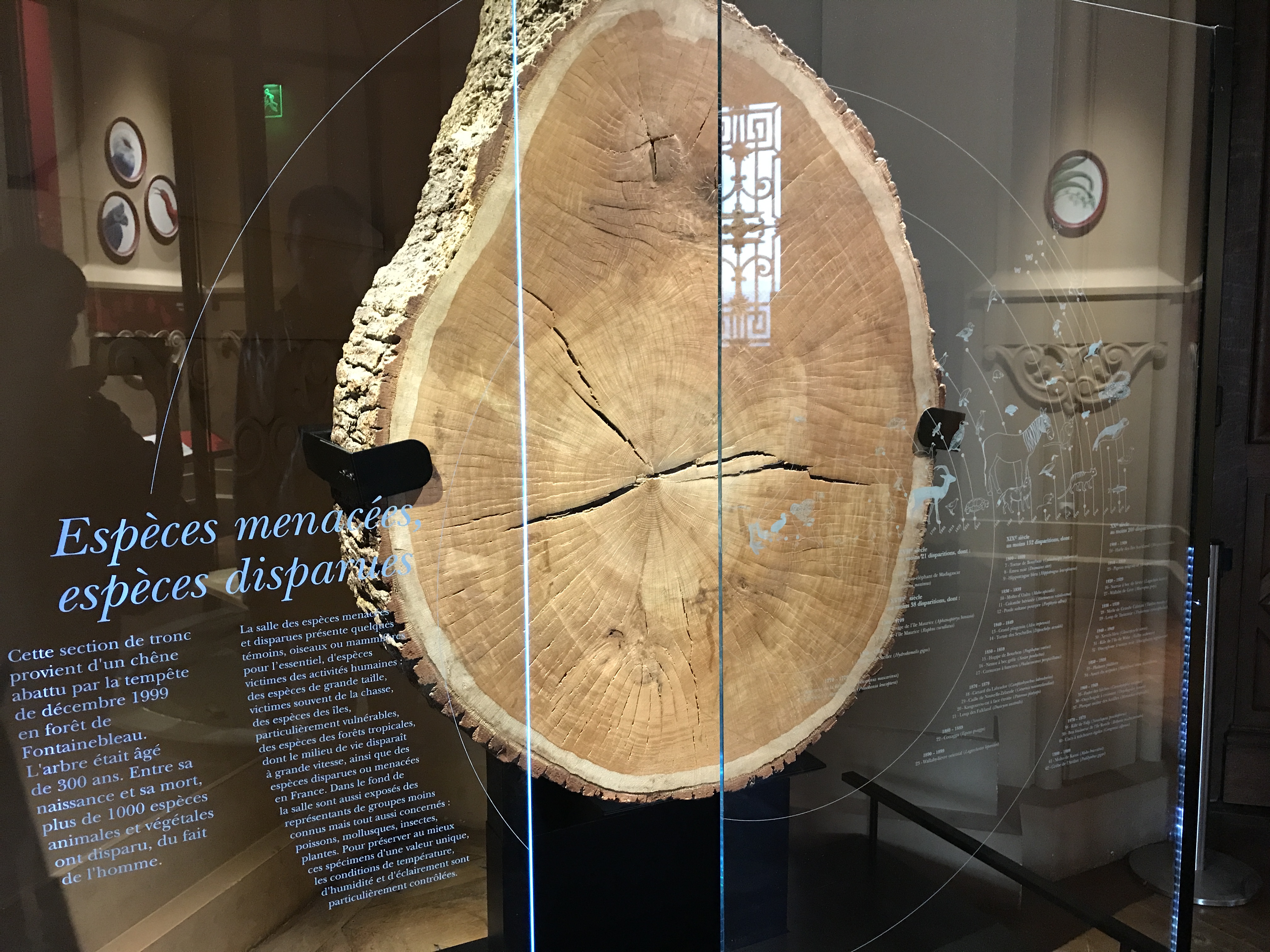 Etchings on This 300 Year Old Tree Trunk Note Some of the More 1,000 Animal and Plant Species that Disappeared Due to Humans During This Tree's Lifetime