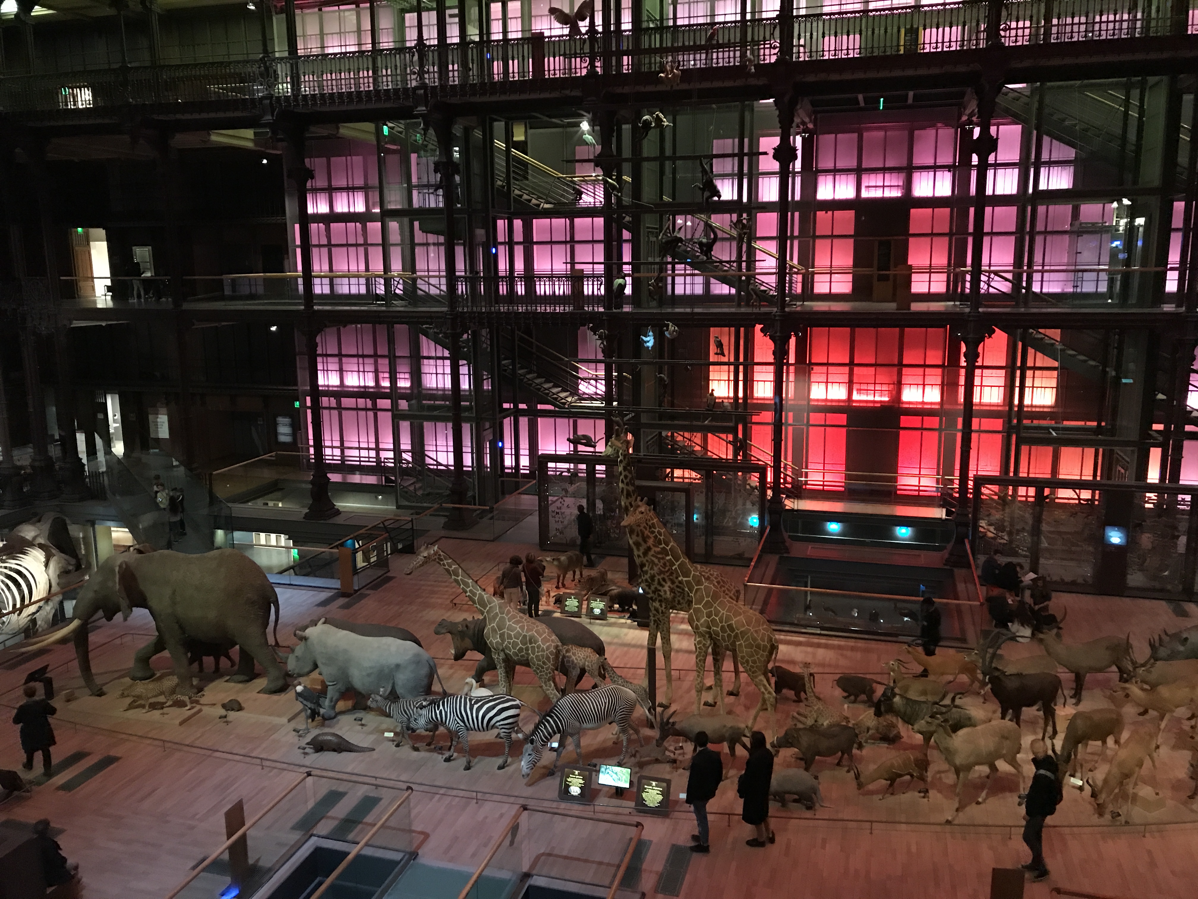 Room to Roam - The Grande Galerie de L'Évolution in Paris, France