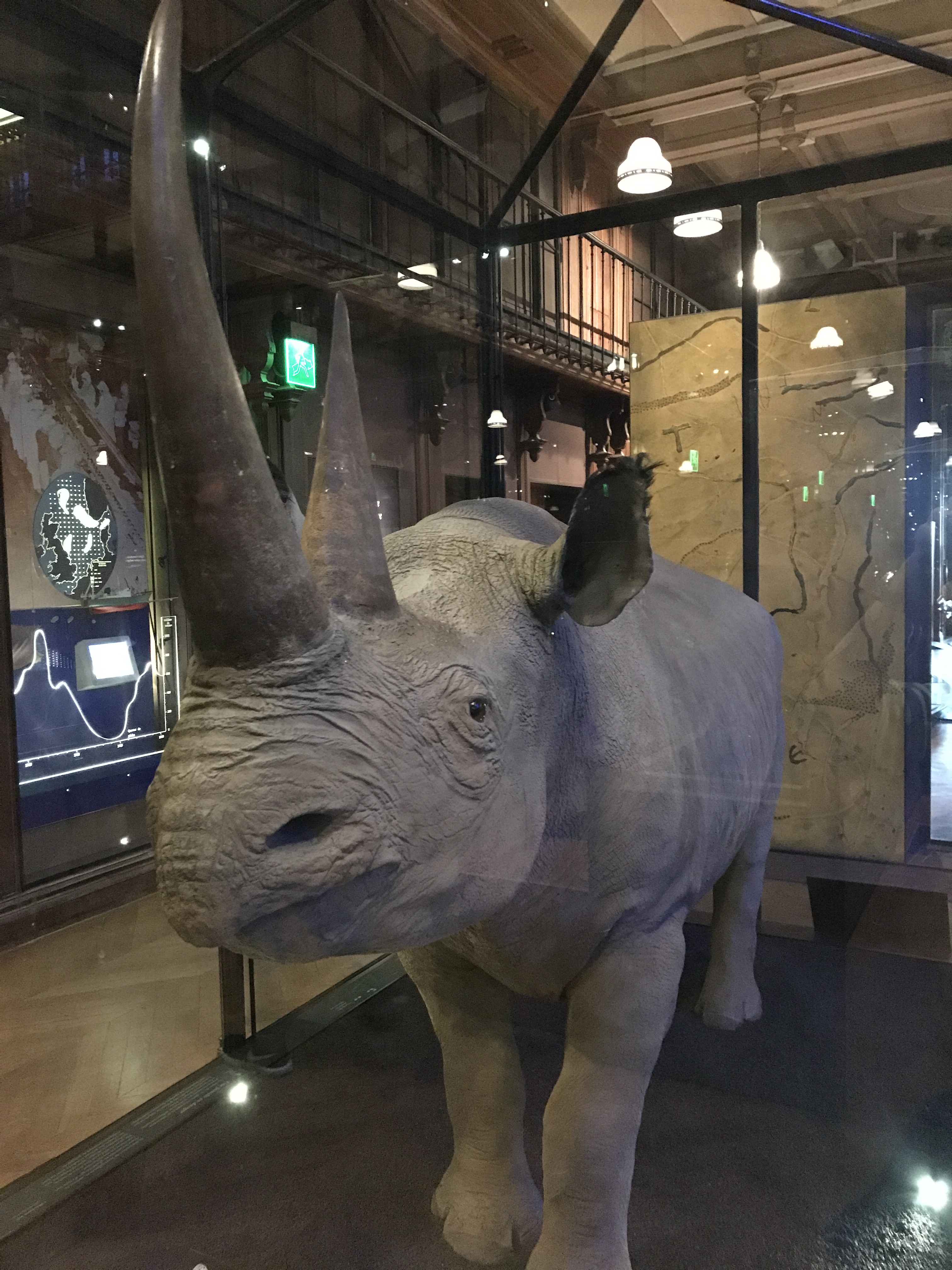 Sadly Rhinos Are Unable to Rest in Peace, Even at the Grande Galerie de L'Évolution in Paris, France