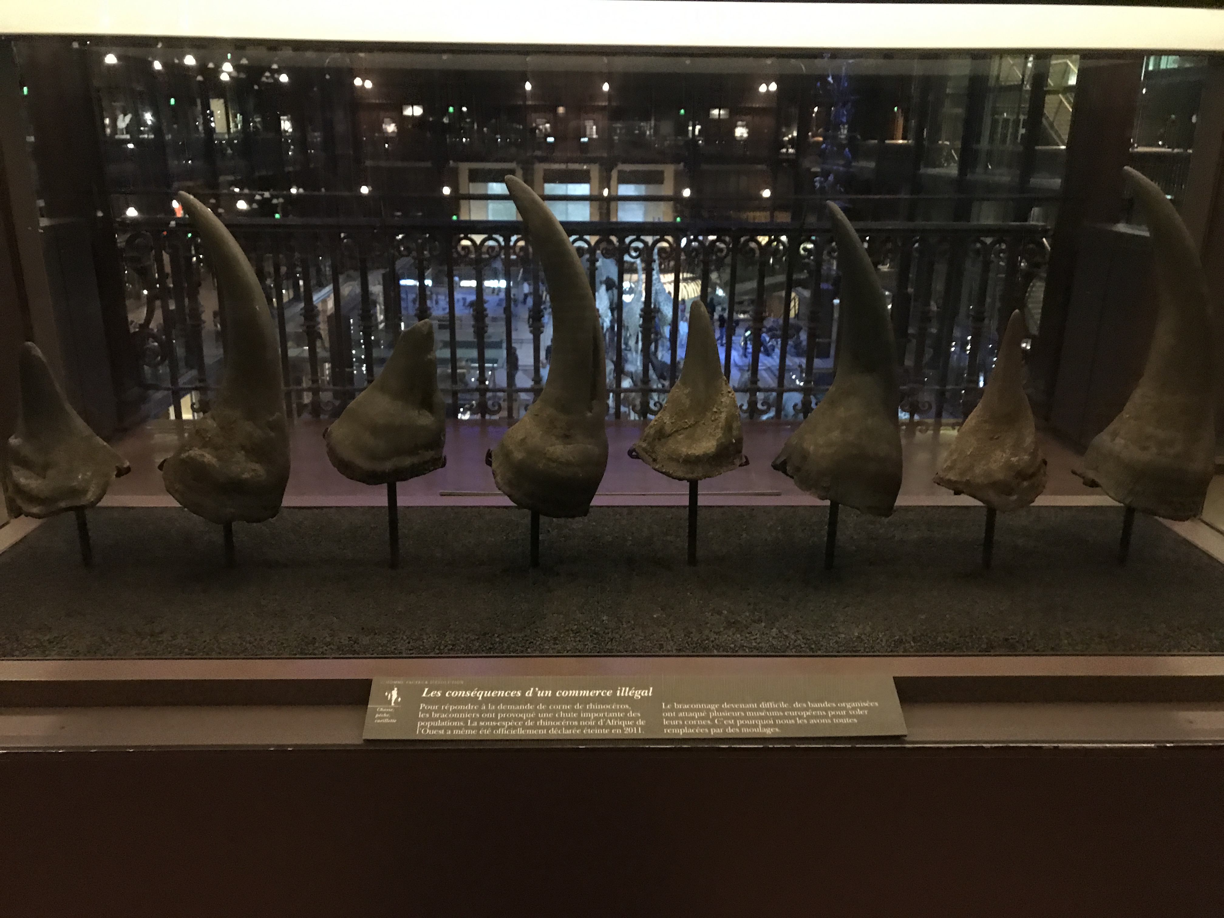 Signs at the Grande Galerie de L'Évolution Note That Rhino Horn Replicas Are on Display Because Thieves Keep Stealing Them