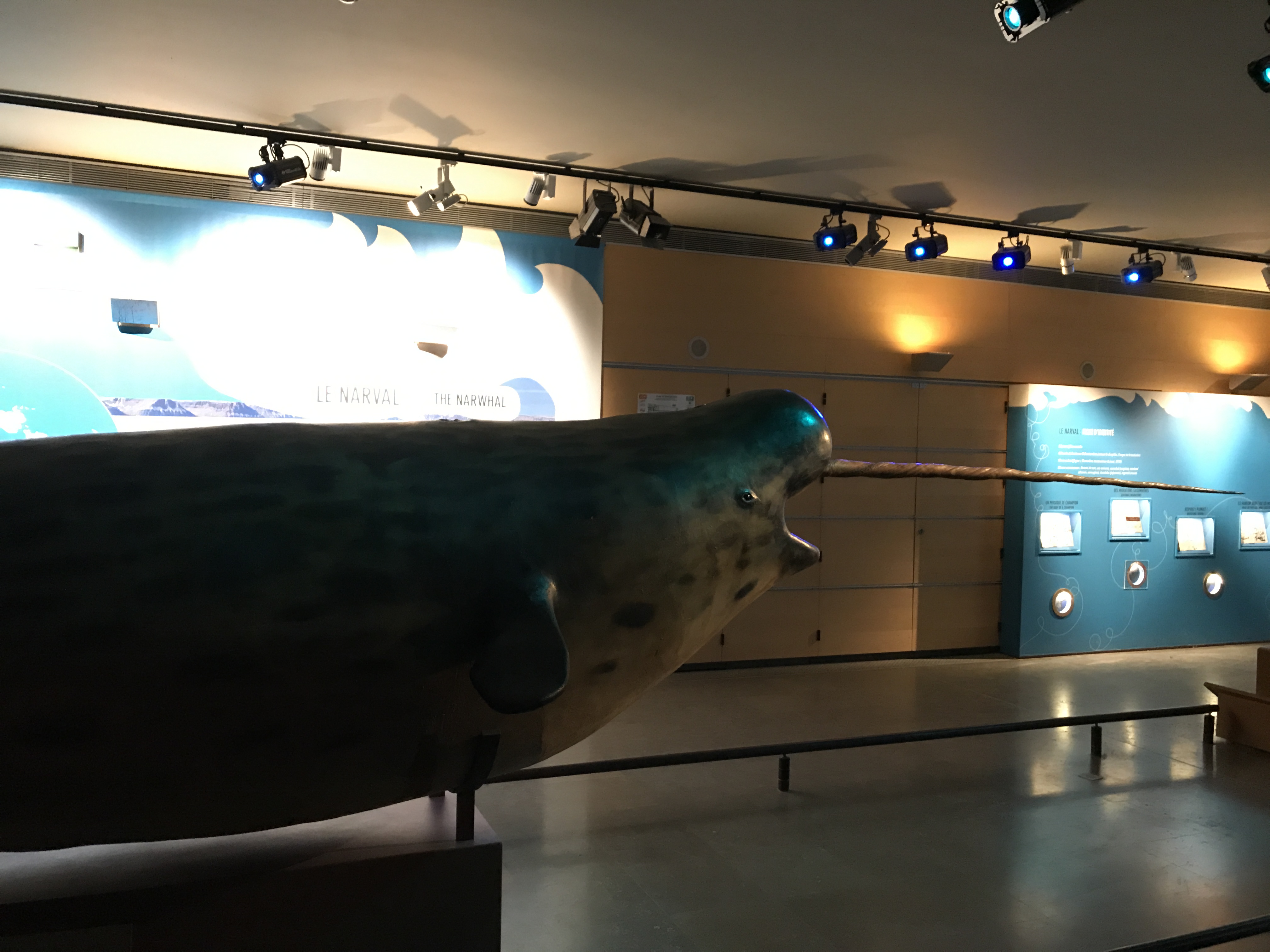 A Narwhal at the Grande Galerie de L'Évolution in Paris, France